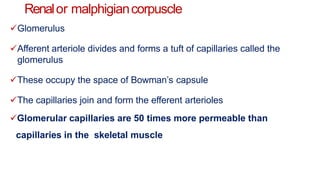 Renalor malphigiancorpuscle
Glomerulus
Afferent arteriole divides and forms a tuft of capillaries called the
glomerulus
These occupy the space of Bowman’s capsule
The capillaries join and form the efferent arterioles
Glomerular capillaries are 50 times more permeable than
capillaries in the skeletal muscle
 