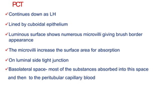 PCT
Continues down as LH
Lined by cuboidal epithelium
Luminous surface shows numerous microvilli giving brush border
appearance
The microvilli increase the surface area for absorption
On luminal side tight junction
Basolateral space- most of the substances absorbed into this space
and then to the peritubular capillary blood
 