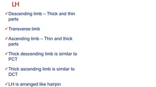 LH
Descending limb – Thick and thin
parts
Transverse limb
Ascending limb – Thin and thick
parts
Thick descending limb is similar to
PCT
Thick ascending limb is similar to
DCT
LH is arranged like hairpin
 