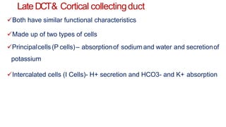 LateDCT& Cortical collectingduct
Both have similar functional characteristics
Made up of two types of cells
Principalcells(P cells)– absorptionof sodium and water and secretionof
potassium
Intercalated cells (I Cells)- H+ secretion and HCO3- and K+ absorption
 