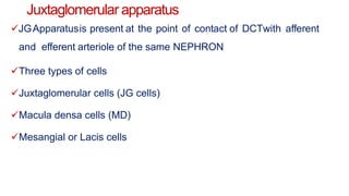 Juxtaglomerular apparatus
JGApparatusis present at the point of contact of DCTwith afferent
and efferent arteriole of the same NEPHRON
Three types of cells
Juxtaglomerular cells (JG cells)
Macula densa cells (MD)
Mesangial or Lacis cells
 