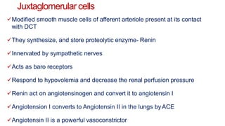 Juxtaglomerular cells
Modified smooth muscle cells of afferent arteriole present at its contact
with DCT
They synthesize, and store proteolytic enzyme- Renin
Innervated by sympathetic nerves
Acts as baro receptors
Respond to hypovolemia and decrease the renal perfusion pressure
Renin act on angiotensinogen and convert it to angiotensin I
Angiotension I converts to Angiotensin II in the lungs byACE
Angiotensin II is a powerful vasoconstrictor
 