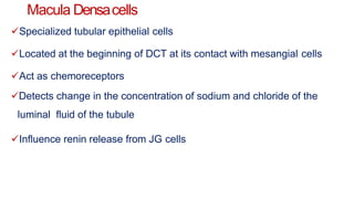 Macula Densacells
Specialized tubular epithelial cells
Located at the beginning of DCT at its contact with mesangial cells
Act as chemoreceptors
Detects change in the concentration of sodium and chloride of the
luminal fluid of the tubule
Influence renin release from JG cells
 