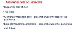 Mesangial cells or Laciscells
Supporting cells of JGA
Two types
Glomerular mesangial cells – present between the loops of the
glomerulus
Extra glomerular mesangialcells – present between the glomerulus
and tubule
 