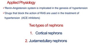 AppliedPhysiology
Renin-Angiotensin system is implicated in the genesis of hypertension
Drugs that block the action of RAS are used in the treatment of
hypertension (ACE inhibitors)
Twotypes of nephrons
1. Cortical nephrons
2. Juxtamedullarynephrons
 