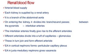 Renalblood flow
Arterial blood supply
Each kidney is supplied by a renal artery
It is a branch of the abdominal aorta
On entering the kidney, it divides into branchesand passes between
the pyramids – interlobar arteries
The interlobar arteries finally give rise to the afferent arterioles
Afferent arterioles divide into a tuft of capillaries – glomerulus
These in turn join and form efferent arteriole
EA in cortical nephrons forms- peritubular capillary plexus
EA in juxta medullary nephrons gives vasarecta
 