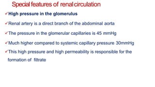 Specialfeatures of renalcirculation
High pressure in the glomerulus
Renal artery is a direct branch of the abdominal aorta
The pressure in the glomerular capillaries is 45 mmHg
Much higher compared to systemic capillary pressure 30mmHg
This high pressure and high permeability is responsible for the
formation of filtrate
 