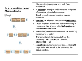 Structure and Function of Macromolecules ,[object Object],[object Object],[object Object],[object Object],[object Object],[object Object],[object Object],[object Object]