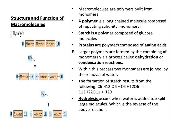 structure and function of macromolecules1 macromolecule monomer polymer chart