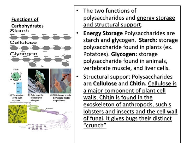 Structure And Function Of Macromolecules1