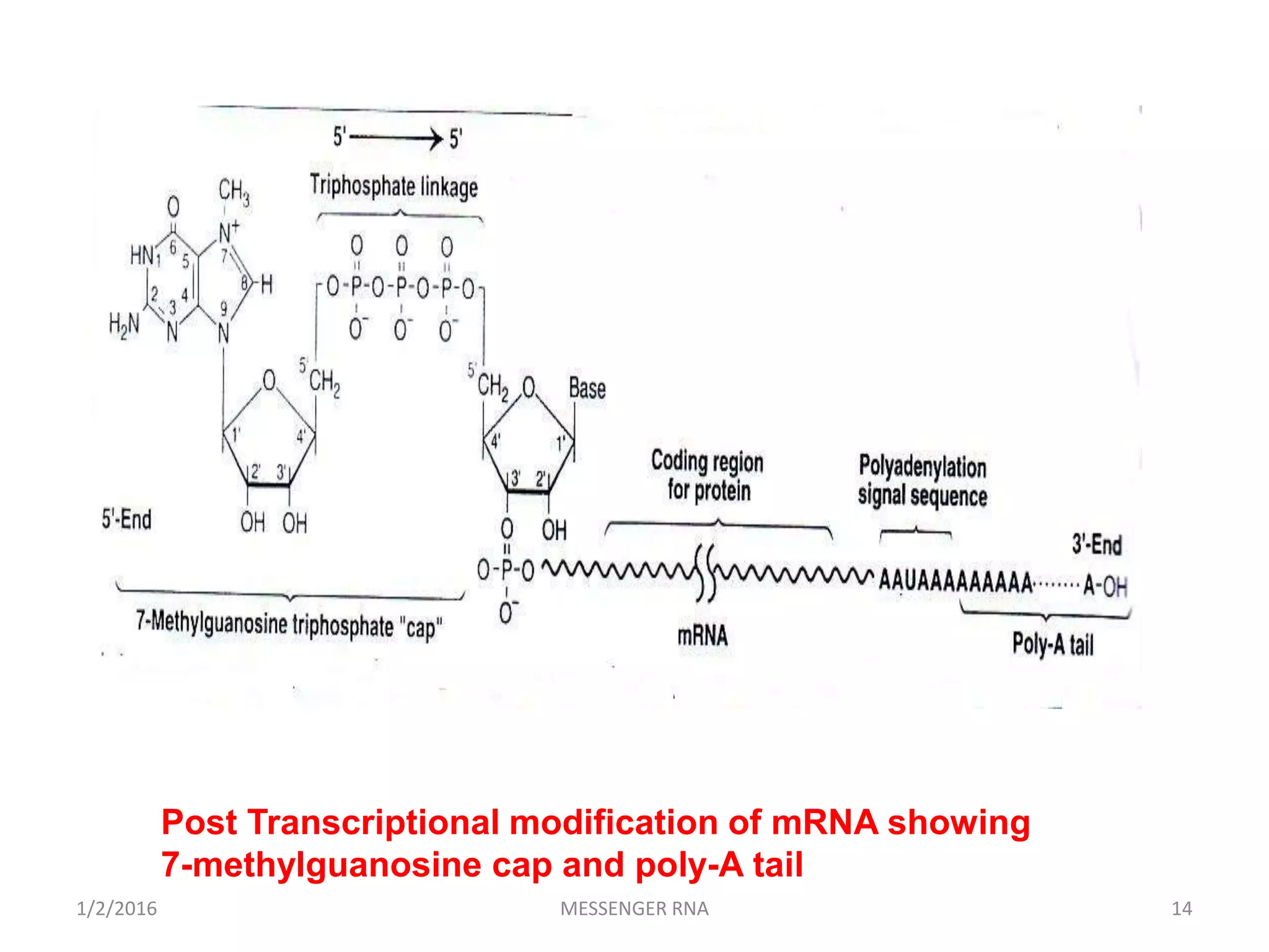 1/2/2016 MESSENGER RNA 14
Post Transcriptional modification of mRNA showing
7-methylguanosine cap and poly-A tail
 