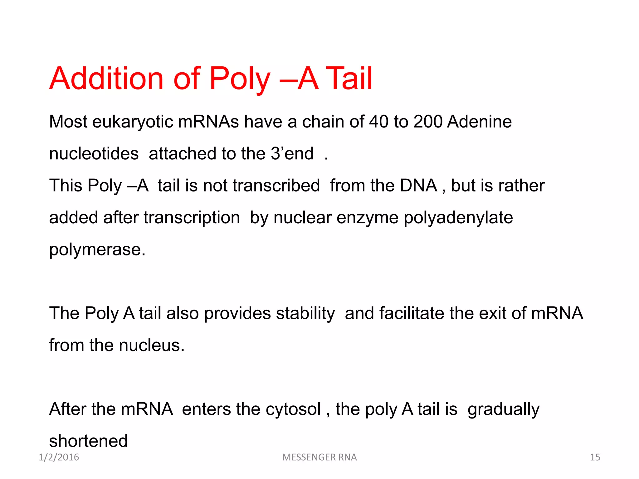 1/2/2016 MESSENGER RNA 15
Addition of Poly –A Tail
Most eukaryotic mRNAs have a chain of 40 to 200 Adenine
nucleotides attached to the 3’end .
This Poly –A tail is not transcribed from the DNA , but is rather
added after transcription by nuclear enzyme polyadenylate
polymerase.
The Poly A tail also provides stability and facilitate the exit of mRNA
from the nucleus.
After the mRNA enters the cytosol , the poly A tail is gradually
shortened
 