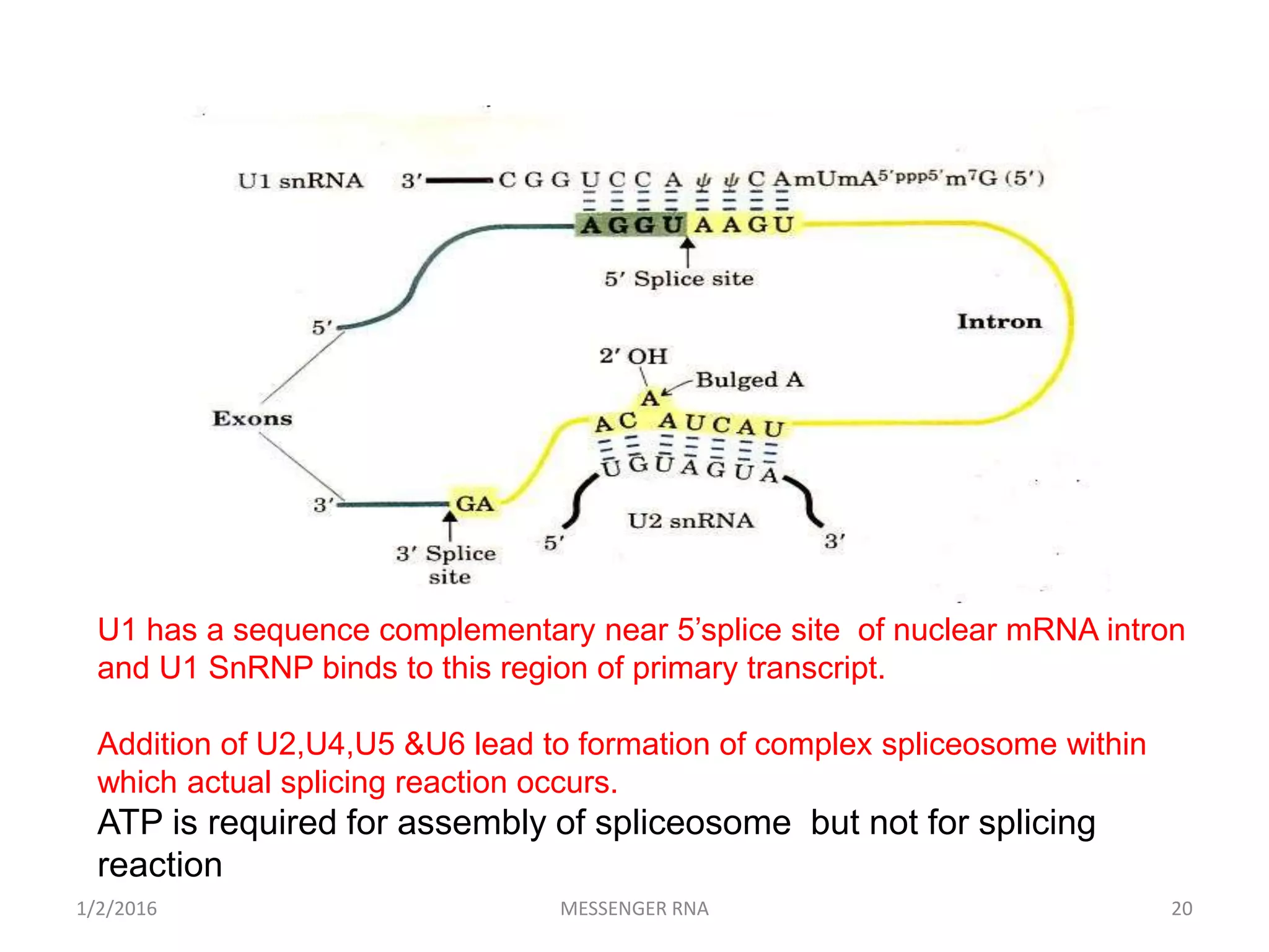 1/2/2016 MESSENGER RNA 20
U1 has a sequence complementary near 5’splice site of nuclear mRNA intron
and U1 SnRNP binds to this region of primary transcript.
Addition of U2,U4,U5 &U6 lead to formation of complex spliceosome within
which actual splicing reaction occurs.
ATP is required for assembly of spliceosome but not for splicing
reaction
 