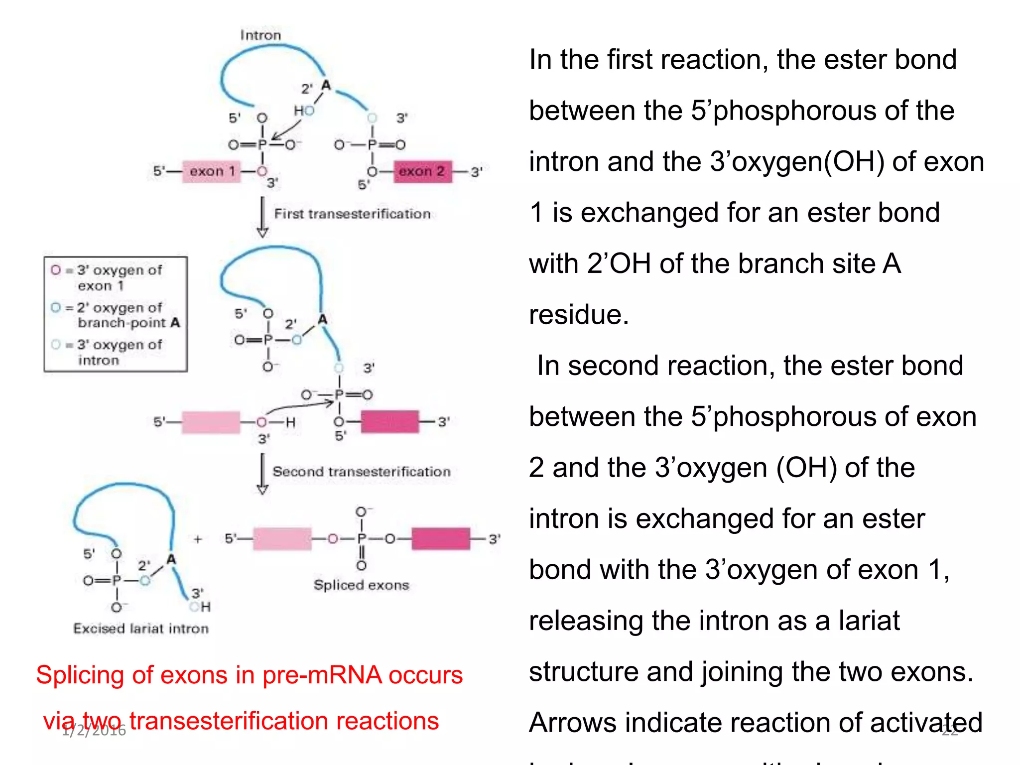 1/2/2016 22
In the first reaction, the ester bond
between the 5’phosphorous of the
intron and the 3’oxygen(OH) of exon
1 is exchanged for an ester bond
with 2’OH of the branch site A
residue.
In second reaction, the ester bond
between the 5’phosphorous of exon
2 and the 3’oxygen (OH) of the
intron is exchanged for an ester
bond with the 3’oxygen of exon 1,
releasing the intron as a lariat
structure and joining the two exons.
Arrows indicate reaction of activated
Splicing of exons in pre-mRNA occurs
via two transesterification reactions
 
