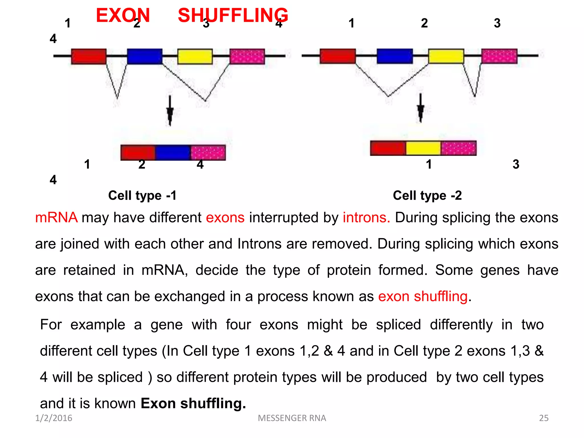 1/2/2016 MESSENGER RNA 25
1 2 3 4 1 2 3
4
1 2 4 1 3
4
Cell type -1 Cell type -2
EXON SHUFFLING
mRNA may have different exons interrupted by introns. During splicing the exons
are joined with each other and Introns are removed. During splicing which exons
are retained in mRNA, decide the type of protein formed. Some genes have
exons that can be exchanged in a process known as exon shuffling.
For example a gene with four exons might be spliced differently in two
different cell types (In Cell type 1 exons 1,2 & 4 and in Cell type 2 exons 1,3 &
4 will be spliced ) so different protein types will be produced by two cell types
and it is known Exon shuffling.
 