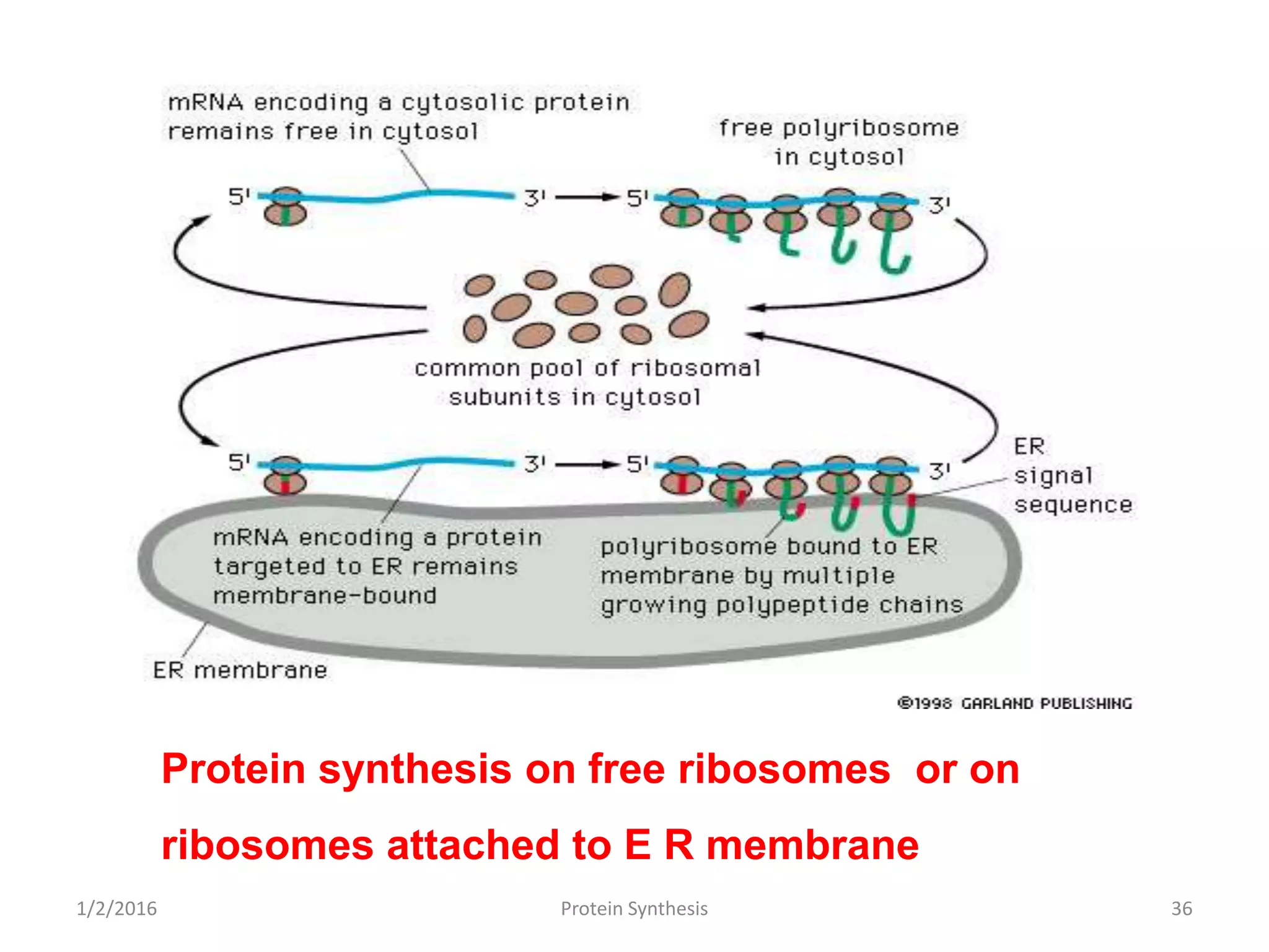 Protein synthesis on free ribosomes or on
ribosomes attached to E R membrane
1/2/2016 36Protein Synthesis
 
