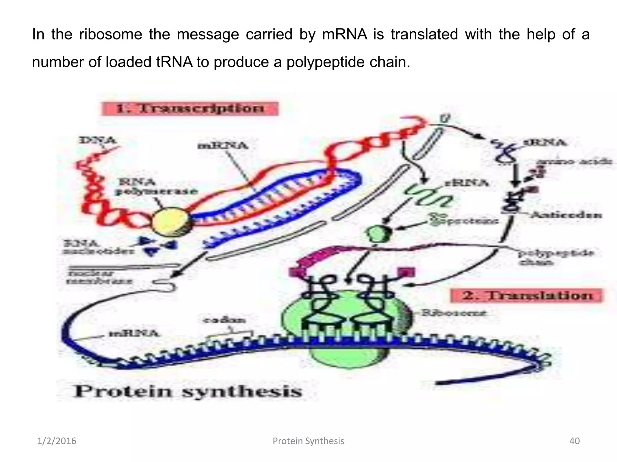 1/2/2016 Protein Synthesis 40
In the ribosome the message carried by mRNA is translated with the help of a
number of loaded tRNA to produce a polypeptide chain.
 