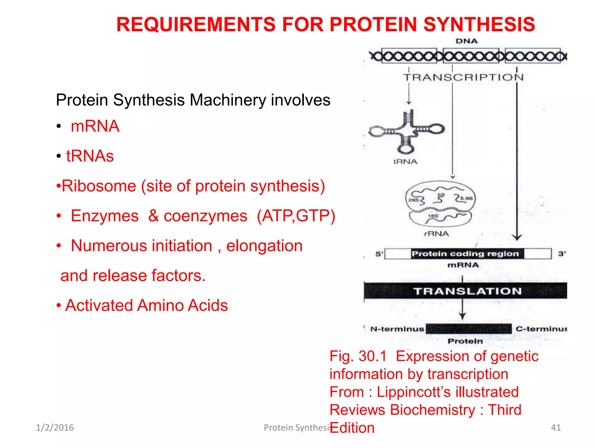 REQUIREMENTS FOR PROTEIN SYNTHESIS
Protein Synthesis Machinery involves
• mRNA
• tRNAs
•Ribosome (site of protein synthesis)
• Enzymes & coenzymes (ATP,GTP)
• Numerous initiation , elongation
and release factors.
• Activated Amino Acids
1/2/2016 Protein Synthesis 41
Fig. 30.1 Expression of genetic
information by transcription
From : Lippincott’s illustrated
Reviews Biochemistry : Third
Edition
 
