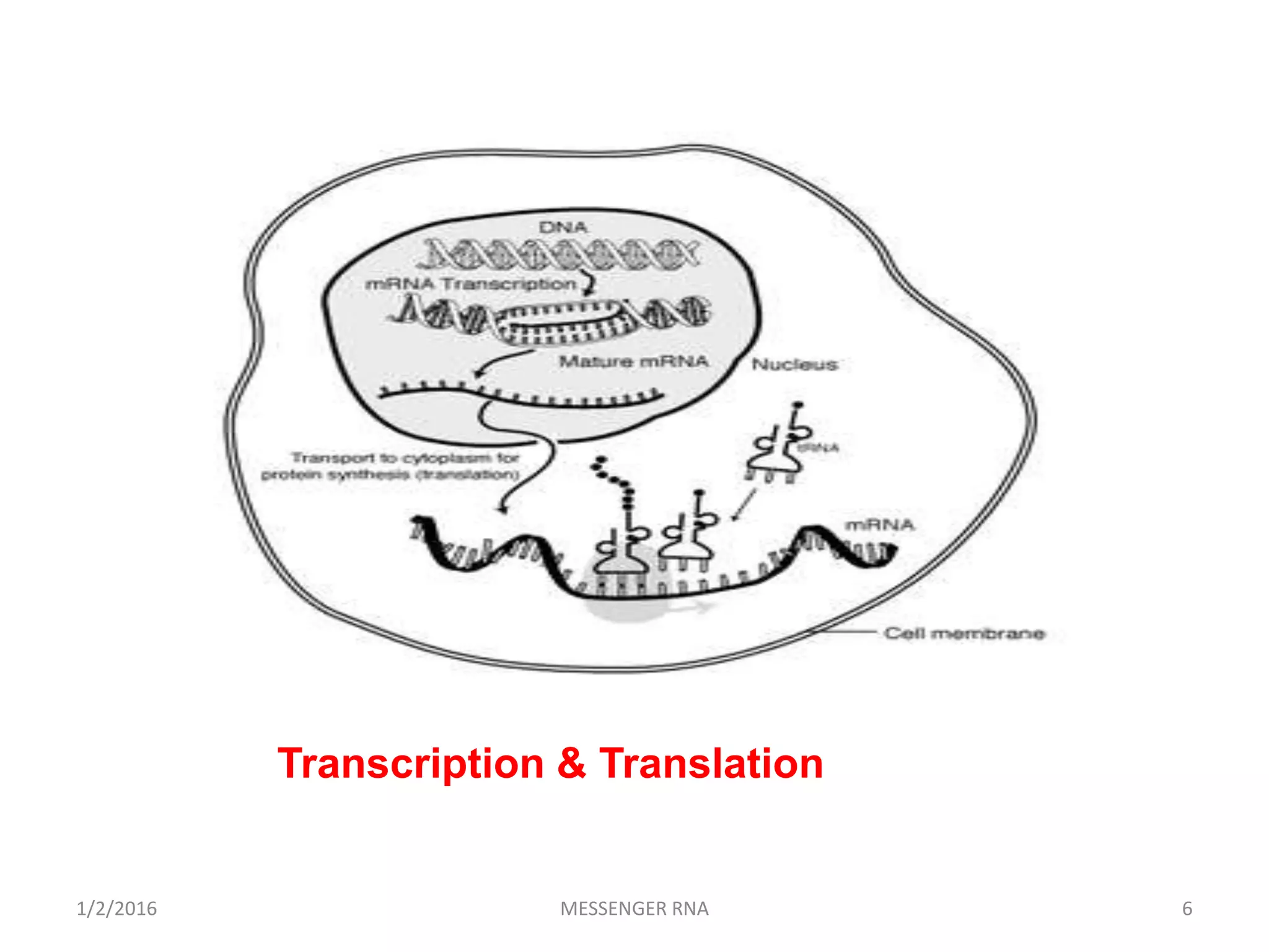 Transcription & Translation
6MESSENGER RNA1/2/2016
 