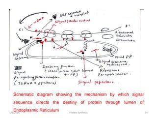 mrna structure and function