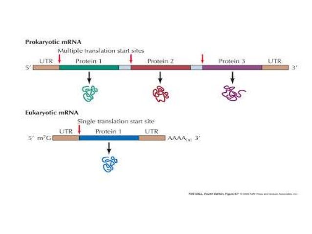mrna structure