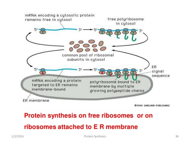 mrna structure
