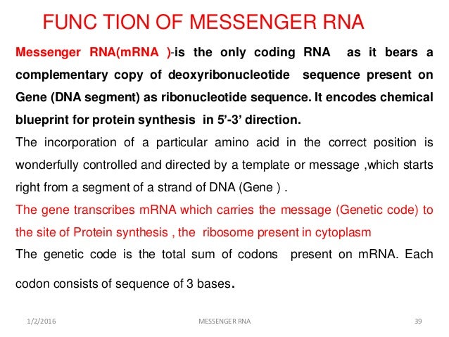 structure and function of messenger rna mrna function of mrna