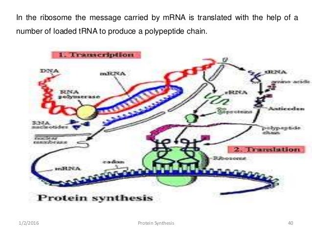 Structure and function of Messenger RNA (mRNA )