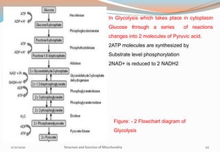 In Glycolysis which takes place in cytoplasm
Glucose through a series of reactions
changes into 2 molecules of Pyruvic acid.
2ATP molecules are synthesized by
Substrate level phosphorylation
2NAD+ is reduced to 2 NADH2
Figure: - 2 Flowchart diagram of
Glycolysis
11/21/2020 Structure and function of Mitochondria 112
 