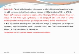 Krebs Cycle : Pyruvic acid diffuses into mitochondria and by oxidative decarboxylation changes
into a 2C compound Acetyle CoA liberating a molecule of CO2 and reducing NAD+ to NADH2.
Acetyle CoA undergoes condensation reaction with a 4C compound Oxaloacetic acid (OAA) end
product of last Krebs cycle synthesizing a 6C compound citric acid which is further
decarboxylated to α Ketoglutaric acid (5C compound) liberating another CO2 molecules .
α KGA by oxidative decarboxylation loses CO2 and change to succinyl CoA (4C compound)
transferring protons to oxidants NAD+., ultimately forming a 4C compound Oxalo Acetic Acid
(Figure :- 3 Flowchart diagram of Krebs cycle)
The enzymes for TCA cycle are present in matrix of mitochondria .
11/21/2020 Structure and function of Mitochondria 113
 