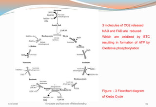 Figure: - 3 Flowchart diagram
of Krebs Cycle
11/21/2020 Structure and function of Mitochondria 114
3 molecules of CO2 released
NAD and FAD are reduced
Which are oxidized by ETC
resulting in formation of ATP by
Oxidative phosphorylation
 