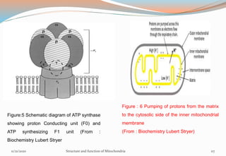 Figure : 6 Pumping of protons from the matrix
to the cytosolic side of the inner mitochondrial
membrane
(From : Biochemistry Lubert Stryer)
11/21/2020 Structure and function of Mitochondria 117
Figure:5 Schematic diagram of ATP synthase
showing proton Conducting unit (F0) and
ATP synthesizing F1 unit (From :
Biochemistry Lubert Stryer
 