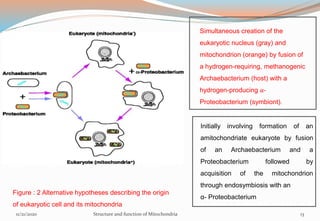 Figure : 2 Alternative hypotheses describing the origin
of eukaryotic cell and its mitochondria
Simultaneous creation of the
eukaryotic nucleus (gray) and
mitochondrion (orange) by fusion of
a hydrogen-requiring, methanogenic
Archaebacterium (host) with a
hydrogen-producing α-
Proteobacterium (symbiont).
Initially involving formation of an
amitochondriate eukaryote by fusion
of an Archaebacterium and a
Proteobacterium followed by
acquisition of the mitochondrion
through endosymbiosis with an
α- Proteobacterium
11/21/2020 Structure and function of Mitochondria 13
 