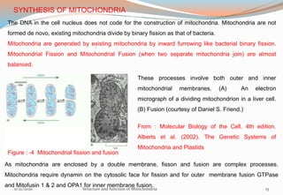 SYNTHESIS OF MITOCHONDRIA
The DNA in the cell nucleus does not code for the construction of mitochondria. Mitochondria are not
formed de novo, existing mitochondria divide by binary fission as that of bacteria.
Mitochondria are generated by existing mitochondria by inward furrowing like bacterial binary fission.
Mitochondrial Fission and Mitochondrial Fusion (when two separate mitochondria join) are almost
balanced.
Figure : -4 Mitochondrial fission and fusion
These processes involve both outer and inner
mitochondrial membranes. (A) An electron
micrograph of a dividing mitochondrion in a liver cell.
(B) Fusion (courtesy of Daniel S. Friend.)
From : Molecular Biology of the Cell. 4th edition.
Alberts et al. (2002). The Genetic Systems of
Mitochondria and Plastids
As mitochondria are enclosed by a double membrane, fisson and fusion are complex processes.
Mitochondria require dynamin on the cytosolic face for fission and for outer membrane fusion GTPase
and Mitofusin 1 & 2 and OPA1 for inner membrane fusion.
11/21/2020 Structure and function of Mitochondria 15
 