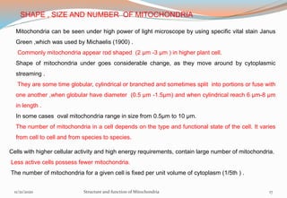 SHAPE , SIZE AND NUMBER OF MITOCHONDRIA
Mitochondria can be seen under high power of light microscope by using specific vital stain Janus
Green ,which was used by Michaelis (1900) .
Commonly mitochondria appear rod shaped (2 μm -3 μm ) in higher plant cell.
Shape of mitochondria under goes considerable change, as they move around by cytoplasmic
streaming .
They are some time globular, cylindrical or branched and sometimes split into portions or fuse with
one another ,when globular have diameter (0.5 μm -1.5μm) and when cylindrical reach 6 μm-8 μm
in length .
In some cases oval mitochondria range in size from 0.5μm to 10 μm.
The number of mitochondria in a cell depends on the type and functional state of the cell. It varies
from cell to cell and from species to species.
Cells with higher cellular activity and high energy requirements, contain large number of mitochondria.
Less active cells possess fewer mitochondria.
The number of mitochondria for a given cell is fixed per unit volume of cytoplasm (1/5th ) .
11/21/2020 Structure and function of Mitochondria 17
 