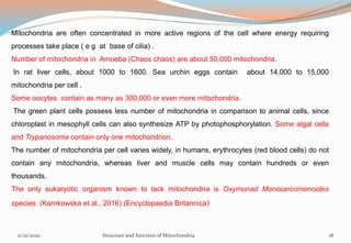Mitochondria are often concentrated in more active regions of the cell where energy requiring
processes take place ( e g at base of cilia) .
Number of mitochondria in Amoeba (Chaos chaos) are about 50,000 mitochondria.
In rat liver cells, about 1000 to 1600. Sea urchin eggs contain about 14,000 to 15,000
mitochondria per cell .
Some oocytes contain as many as 300,000 or even more mitochondria.
The green plant cells possess less number of mitochondria in comparison to animal cells, since
chloroplast in mesophyll cells can also synthesize ATP by photophosphorylation. Some algal cells
and Trypanosoma contain only one mitochondrion.
The number of mitochondria per cell varies widely, in humans, erythrocytes (red blood cells) do not
contain any mitochondria, whereas liver and muscle cells may contain hundreds or even
thousands.
The only eukaryotic organism known to lack mitochondria is Oxymonad Monocercomonoides
species. (Karnkowska et al., 2016) (Encyclopaedia Britannica)
11/21/2020 Structure and function of Mitochondria 18
 