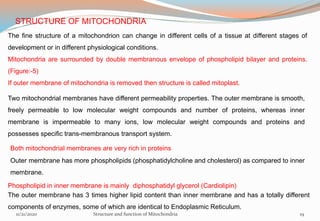 STRUCTURE OF MITOCHONDRIA
The fine structure of a mitochondrion can change in different cells of a tissue at different stages of
development or in different physiological conditions.
Mitochondria are surrounded by double membranous envelope of phospholipid bilayer and proteins.
(Figure:-5)
If outer membrane of mitochondria is removed then structure is called mitoplast.
Two mitochondrial membranes have different permeability properties. The outer membrane is smooth,
freely permeable to low molecular weight compounds and number of proteins, whereas inner
membrane is impermeable to many ions, low molecular weight compounds and proteins and
possesses specific trans-membranous transport system.
Both mitochondrial membranes are very rich in proteins
Outer membrane has more phospholipids (phosphatidylcholine and cholesterol) as compared to inner
membrane.
Phospholipid in inner membrane is mainly diphosphatidyl glycerol (Cardiolipin)
The outer membrane has 3 times higher lipid content than inner membrane and has a totally different
components of enzymes, some of which are identical to Endoplasmic Reticulum.
11/21/2020 Structure and function of Mitochondria 19
 