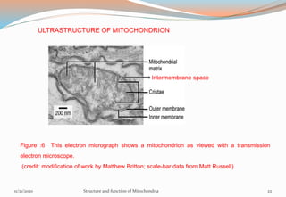 ULTRASTRUCTURE OF MITOCHONDRION
Figure :6 This electron micrograph shows a mitochondrion as viewed with a transmission
electron microscope.
(credit: modification of work by Matthew Britton; scale-bar data from Matt Russell)
Intermembrane space
11/21/2020 Structure and function of Mitochondria 22
 