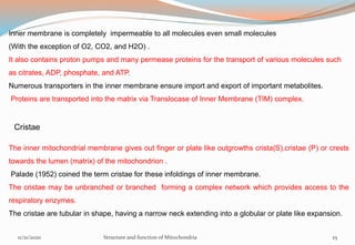 Inner membrane is completely impermeable to all molecules even small molecules
(With the exception of O2, CO2, and H2O) .
It also contains proton pumps and many permease proteins for the transport of various molecules such
as citrates, ADP, phosphate, and ATP.
Numerous transporters in the inner membrane ensure import and export of important metabolites.
Proteins are transported into the matrix via Translocase of Inner Membrane (TIM) complex.
Cristae
The inner mitochondrial membrane gives out finger or plate like outgrowths crista(S),cristae (P) or crests
towards the lumen (matrix) of the mitochondrion .
Palade (1952) coined the term cristae for these infoldings of inner membrane.
The cristae may be unbranched or branched forming a complex network which provides access to the
respiratory enzymes.
The cristae are tubular in shape, having a narrow neck extending into a globular or plate like expansion.
11/21/2020 Structure and function of Mitochondria 25
 