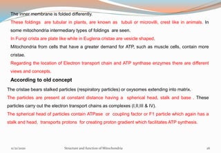 The inner membrane is folded differently.
These foldings are tubular in plants, are known as tubuli or microvilli, crest like in animals. In
some mitochondria intermediary types of foldings are seen.
In Fungi crista are plate like while in Euglena cristae are vesicle shaped.
Mitochondria from cells that have a greater demand for ATP, such as muscle cells, contain more
cristae.
Regarding the location of Electron transport chain and ATP synthase enzymes there are different
views and concepts.
According to old concept
The cristae bears stalked particles (respiratory particles) or oxysomes extending into matrix.
The particles are present at constant distance having a spherical head, stalk and base . These
particles carry out the electron transport chains as complexes (I,II,III & IV).
The spherical head of particles contain ATPase or coupling factor or F1 particle which again has a
stalk and head, transports protons for creating proton gradient which facilitates ATP synthesis.
11/21/2020 Structure and function of Mitochondria 26
 