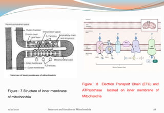 Figure : 8 Electron Transport Chain (ETC) and
ATPsynthase located on inner membrane of
Mitochondria
Figure : 7 Structure of inner membrane
of mitochondria
11/21/2020 Structure and function of Mitochondria 28
 