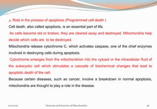 4. Role in the process of apoptosis (Programmed cell death )
Cell death, also called apoptosis, is an essential part of life.
As cells become old or broken, they are cleared away and destroyed. Mitochondria help
decide which cells are to be destroyed.
Mitochondria release cytochrome C, which activates caspase, one of the chief enzymes
involved in destroying cells during apoptosis.
Cytochrome emerges from the mitochondrion into the cytosol or the intracellular fluid of
the eukaryotic cell which stimulates a cascade of biochemical changes that lead to
apoptotic death of the cell.
Because certain diseases, such as cancer, involve a breakdown in normal apoptosis,
mitochondria are thought to play a role in the disease.
11/21/2020 Structure and function of Mitochondria 38
 