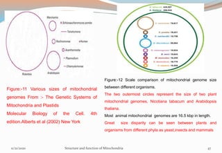 Figure:-11 Various sizes of mitochondrial
genomes From :- The Genetic Systems of
Mitochondria and Plastids
Molecular Biology of the Cell. 4th
edition.Alberts et al (2002) New York
Figure:-12 Scale comparison of mitochondrial genome size
between different organisms.
The two outermost circles represent the size of two plant
mitochondrial genomes, Nicotiana tabacum and Arabidopsis
thaliana.
Most animal mitochondrial genomes are 16.5 kbp in length.
Great size disparity can be seen between plants and
organisms from different phyla as yeast,insects and mammals
11/21/2020 Structure and function of Mitochondria 47
 