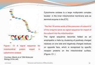 Figure:- 13 A signal sequence for
mitochondrial protein import in
cytochrome oxidase
Cytochrome oxidase is a large multiprotein complex
located in the inner mitochondrial membrane acts as
terminal enzyme in the ETC.
The first 18 amino acids of the precursor of subunit IV
of this enzyme serve as signal sequence for import of
the subunit into the mitochondrion.
The signal sequence becomes folded as an
amphipathic α helix by clustering of positively charged
residues on one side and negatively charged residues
on opposite face, which is recognized by specific
receptor proteins on the mitochondrial surface.
(Figure:-13 )
11/21/2020 Structure and function of Mitochondria 53
Courtsey: Alberts et al 1994.Molecular
Biology of the cell)
 