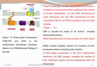 Figure:- 14 Three protein translocators
(TOM,TIM and OXA) in the
mitochondrial membranes (Courtsey:
Alberts et al 1994.Molecular Biology of
the cell)
Protein translocation across mitochondrial membranes is
mediated by multi-subunit protein complexes that function
as protein translocators as one TOM (translocase of
outer membrane) and two TIM (Translocase of Inner
membrane) TIM 23 and TIM 22 complexes and one OXA
complex
(Figure :- 14 )
TOM is required for import of all nucleus encoded
mitochondrial proteins .
TIM23 transports some of these proteins into matrix space
.
TIM22 complex mediates insertion of a subclass of inner
membrane proteins including carrier proteins.
A third protein translocator in the inner mitochondrial
membrane, the OXA complex, mediates the insertion of
inner membrane proteins that are synthesized within the
mitochondria.11/21/2020 Structure and function of Mitochondria 54
 