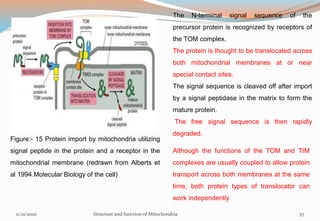 Figure:- 15 Protein import by mitochondria utilizing
signal peptide in the protein and a receptor in the
mitochondrial membrane (redrawn from Alberts et
al 1994.Molecular Biology of the cell)
The N-terminal signal sequence of the
precursor protein is recognized by receptors of
the TOM complex.
The protein is thought to be translocated across
both mitochondrial membranes at or near
special contact sites.
The signal sequence is cleaved off after import
by a signal peptidase in the matrix to form the
mature protein.
The free signal sequence is then rapidly
degraded.
Although the functions of the TOM and TIM
complexes are usually coupled to allow protein
transport across both membranes at the same
time, both protein types of translocator can
work independently
11/21/2020 Structure and function of Mitochondria 57
 