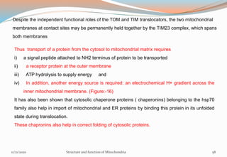 Thus transport of a protein from the cytosol to mitochondrial matrix requires
i) a signal peptide attached to NH2 terminus of protein to be transported
ii) a receptor protein at the outer membrane
iii) ATP hydrolysis to supply energy and
iv) In addition, another energy source is required: an electrochemical H+ gradient across the
inner mitochondrial membrane. (Figure:-16)
It has also been shown that cytosolic chaperone proteins ( chaperonins) belonging to the hsp70
family also help in import of mitochondrial and ER proteins by binding this protein in its unfolded
state during translocation.
These chapronins also help in correct folding of cytosolic proteins.
11/21/2020 Structure and function of Mitochondria 58
Despite the independent functional roles of the TOM and TIM translocators, the two mitochondrial
membranes at contact sites may be permanently held together by the TIM23 complex, which spans
both membranes
 