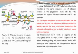 Figure: 16 The role of energy in protein
import into the mitochondrial matrix
(Alberts et al 1994,Molecular Biology of
the cell)
1) Bound cytosolic hsp70 is released from the protein
in a step that depends on ATP hydrolysis. After initial
insertion of the signal sequence and of adjacent
portions of the polypeptide chain into the TOM
complex, the signal sequence interacts with a TIM
complex.
(2) The signal sequence is then translocated into the
matrix in a process that requires an electrochemical H+
gradient across the inner membrane, positioning the
unfolded polypeptide chain so that it transiently spans
both membranes.
(3) Mitochondrial hsp70 binds to regions of the
polypeptide chain as they become exposed in the
matrix, there by pulling the protein into the matrix. ATP
hydrolysis then removes the mitochondrial hsp70,
allowing the imported protein to fold.
11/21/2020 Structure and function of Mitochondria 59
 