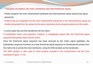Transport of proteins into inner membrane and intermembrane space
Protein transport into inner mitochondrial membrane and intermembrane space requires two signal
sequences
Proteins that are integrated into the inner mitochondrial membrane or the intermembrane space are
initially transported from the cytosol by the same mechanism that transports proteins into the matrix.
In some cases they are first transferred into the matrix .
A hydrophobic amino acid sequence, however, is strategically placed after the N-terminal signal
sequence that guides import into the matrix.
Once the N-terminal signal sequence has been removed by the matrix signal peptidase, the
hydrophobic sequence functions as a new N-terminal signal sequence to translocate the protein from
the matrix into or across the inner membrane, using the OXA complex as the translocator .
The OXA complex is also used to insert proteins encoded in the mitochondrion into the inner
membrane (Figure :-17 A).
11/21/202017A17 Structure and function of Mitochondria 60
 