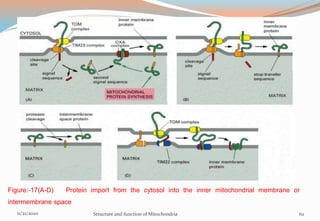 Figure:-17(A-D) Protein import from the cytosol into the inner mitochondrial membrane or
intermembrane space
11/21/2020 Structure and function of Mitochondria 62
 